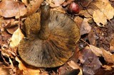 Lactarius atroviridis image