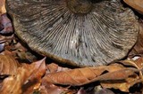 Lactarius atroviridis image