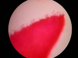 Galerina clavata image