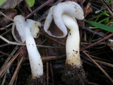 Helvella compressa image