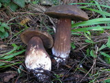 Tylopilus porphyrosporus image