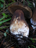 Tylopilus porphyrosporus image