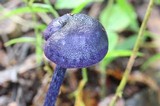 Entoloma panniculus image