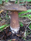 Tylopilus porphyrosporus image
