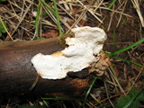 Postia fragilis image