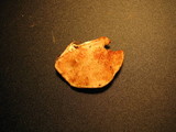 Postia fragilis image