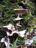 Trichaptum abietinum image