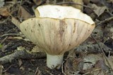 Lactarius piperatus image