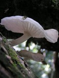 Oudemansiella platensis image