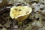 Lactarius psammicola image