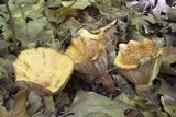 Lactarius psammicola f. glaber image