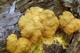 Fuligo septica image