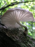 Oudemansiella platensis image
