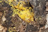 Fuligo septica image