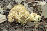 Sebacina sparassoidea image