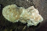 Fomitopsis spraguei image