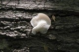 Pleurotus pulmonarius image