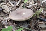 Tylopilus plumbeoviolaceus image