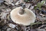 Tylopilus plumbeoviolaceus image