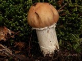 Cortinarius caperatus image