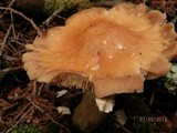 Cortinarius caperatus image