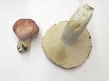 Russula cyanoxantha image