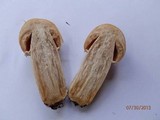 Cortinarius caperatus image