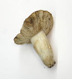 Russula fragrantissima image