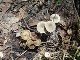 Clitocybe trulliformis image