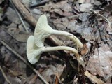 Clitocybe trulliformis image