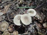 Clitocybe trulliformis image