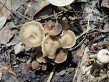Clitocybe trulliformis image
