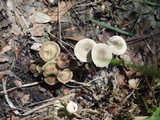 Clitocybe trulliformis image