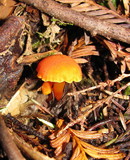Hygrocybe miniata image