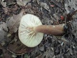 Lactarius quietus image