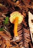 Hygrocybe miniata image