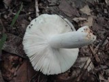 Russula aeruginea image