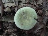 Russula aeruginea image