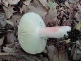 Russula mariae image