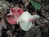Russula mariae image