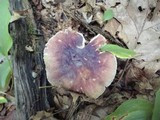Russula mariae image