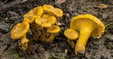 Cantharellus chicagoensis image