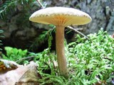 Lactarius gerardii image
