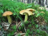 Boletus subglabripes image