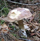 Tylopilus felleus image