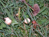 Psilocybe inquilina image
