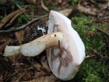 Tylopilus felleus image