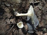 Clitocybe gibba image