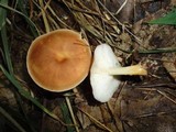 Rhodocollybia butyracea image