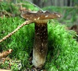 Lactarius gerardii image